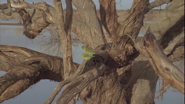 budgies mating