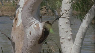 budgie flying into tree hollow