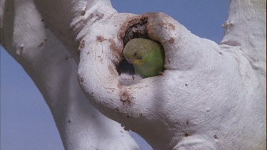 budgie in hollow watching caterpillar crawl past