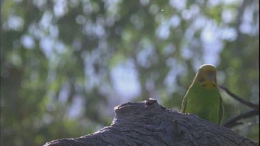 budgie feeds chick who sticks its head out of hollow