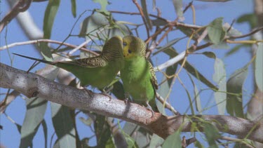 budgies mating