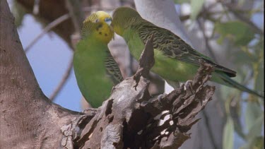 two budgies in tree, one climbs into hollow