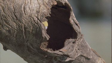 budgie at entrance to hollow