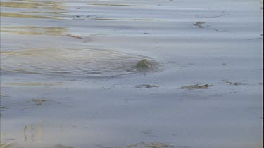 budgie flapping around in the water