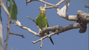 budgie perched on branch