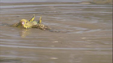 budgie flapping in water