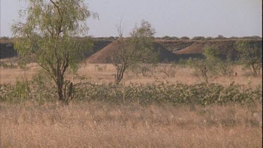 flock of budgies taking off