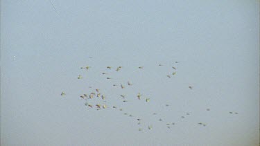 flocks of budgies flying