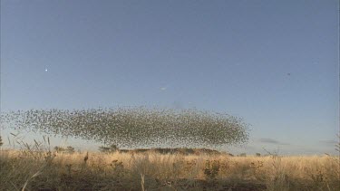 flock of budgies in flight