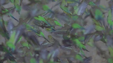 flock of budgies taking off