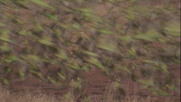 flock of budgies taking off