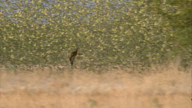 bird of prey flying in front of taking off flock of budgies