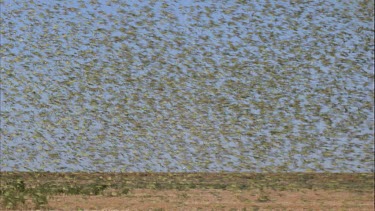 flock of budgies in flight