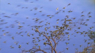 Flock of budgies landing on a dead tree