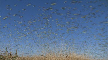 flock of budgies in flight