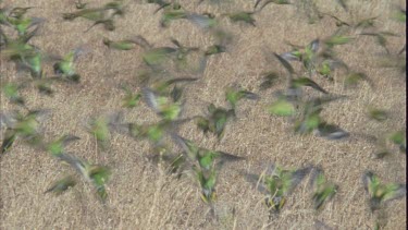 flock of budgies about to land