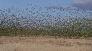 flock of budgies in flight