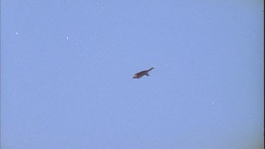 bird of prey diving into flock of budgies