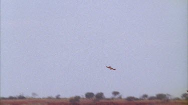 bird of prey diving into flock of budgies