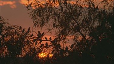 silhouette budgies sitting on tree at sunset