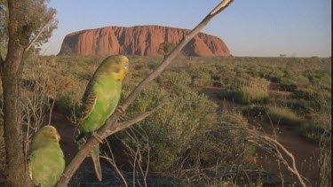 two budgies sitting on branch in front of Ayers rock