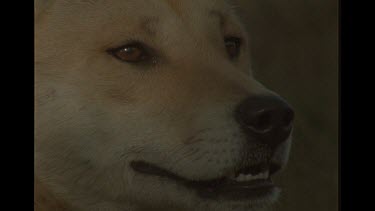 Close Up Of Dingo Face