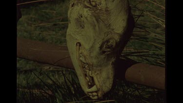 Dingo Carcass