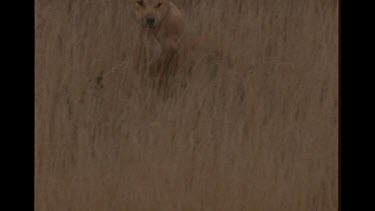 Dingo Running In A Hunt