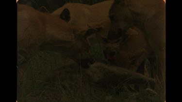 Pack Of Dingo Eating Carcass Of A Kangaroo