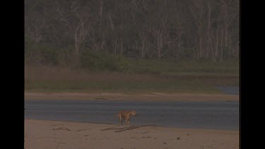 Lone Dingo On Island