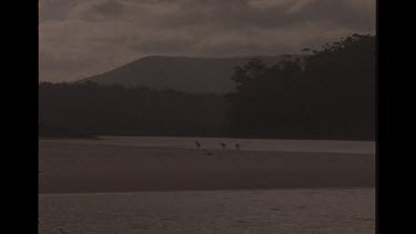 Three Dingo In the Distance