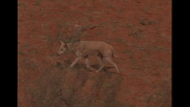 Dingo In The Outback