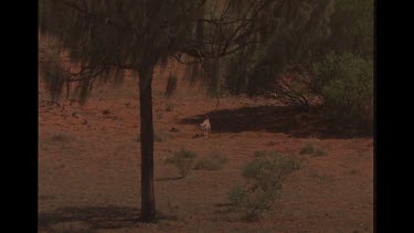 Dingo In The Outback