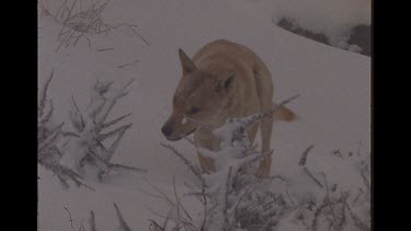 Dingo In The Snow