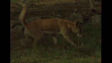Dingo Covering Their Excrement In the Bush