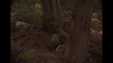 Wombat Digging A Hole