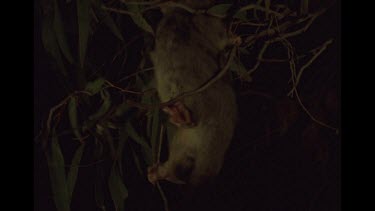 Possum Climbing A Branch