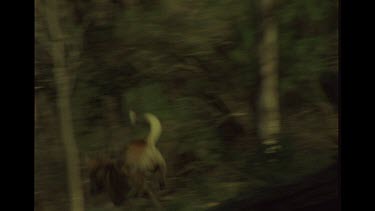 Dingo On The Run In The Bush