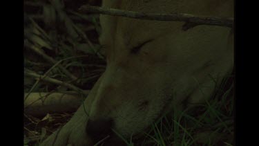 Dingo Close Up Sleeping