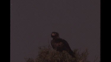 Wedge Tailed Eagle In A Tree