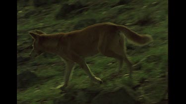 Dingo Walking Through The Bush