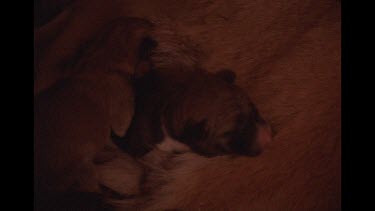 Dingo Pups Trying To Feed