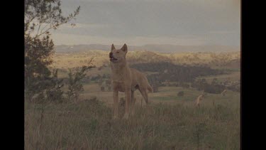 Male Dingo Observing