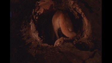 Dingo Pups Being Left By Their Mother In Lair