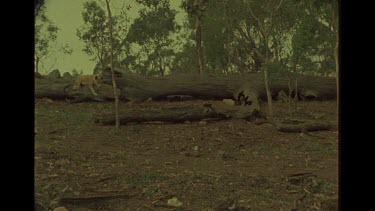 Mother Observing Pup Outside Lair