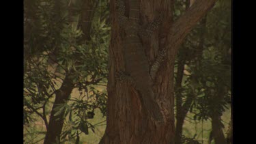 Goanna Climbing Down Tree Trunk.