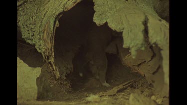 Close Up Shot Of Dingo Pup In Lair