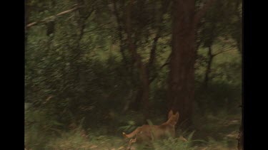 Dingo Chasing Goanna Up A Tree