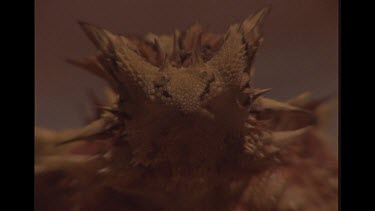 Close Up Of Thorny Devil's Face