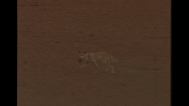 Dingo Scampering Away With Small Prey In It's Mouth